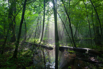 Summer midday with light entering rich deciduous stand