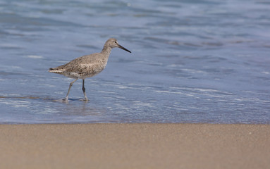 Willet (Shorebird) looking for food in Florida Atlantic Coast Surf.