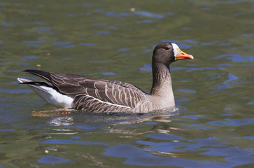 The greater white-fronted goose (Anser albifrons) in a lake, Stone Mountain Park, Georgia, USA.