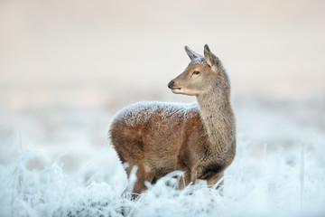 Young red deer hind standing deep in the frosted grass on an early cold winter morning, England. Animals in winter.