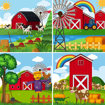 Four scenes with cows and barns