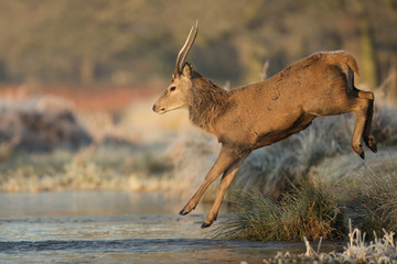 Young red deer male jumps into a stream of water