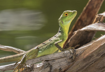 Young Plumed or green basilisk (Basiliscus plumifrons) near water, Tortuguero, Costa Rica.