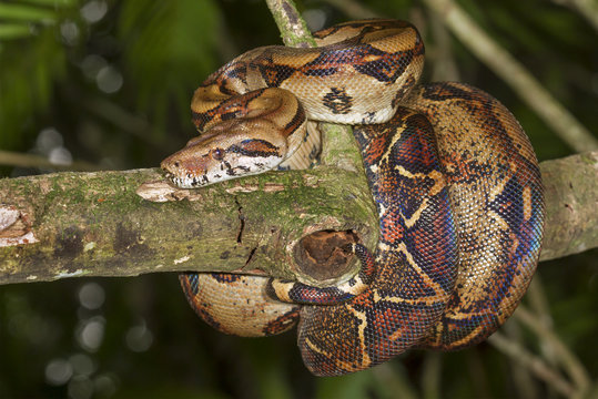 Emperor boa (Boa constrictor imperator) hanging in a tree, Tortuguero, Costa Rica.