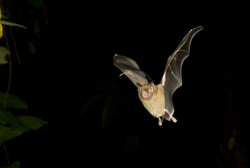 Seba's short-tailed bat (Carollia perspicillata) flying at night, Tortuguero, Costa Rica.