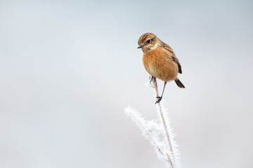 European stonechat on a frosted perch in winter