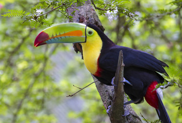 Keel-Billed Toucan (Ramphastos sulfuratus), Limon, Costa Rica.