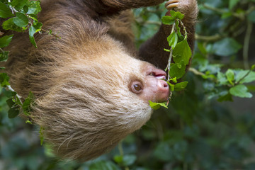 Hoffmann's two-toed sloth (Choloepus hoffmanni) eating tree leaves in rainforest canopy, Limon, Costa Rica. © Ivan Kuzmin