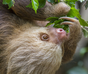 Hoffmann's two-toed sloth (Choloepus hoffmanni) eating tree leaves in rainforest canopy, Limon,...