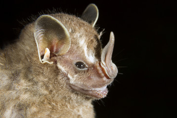 Tent-making bat (Uroderma bilobatum) portrait, Limon, Costa Rica