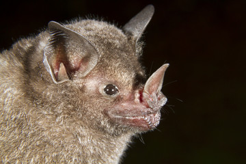 Short-tailed fruit bat (Carollia perspicillata) portrait, Limon, Costa Rica.