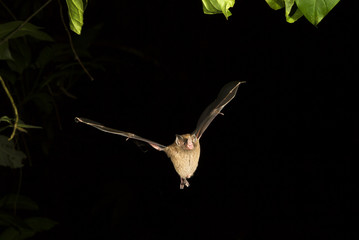 Seba's short-tailed bat (Carollia perspicillata) flying at night, Tortuguero, Costa Rica.
