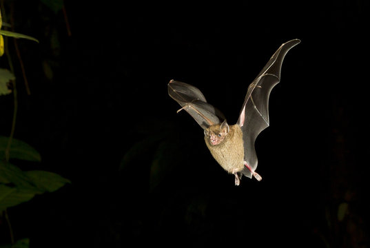 Seba's short-tailed bat (Carollia perspicillata) flying at night, Tortuguero, Costa Rica.