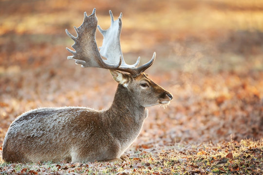 Adult male fallow deer lying on the frosted leaves against colourful background, in late autumn - early winter. Deer breath against morning light on a cold winter morning.