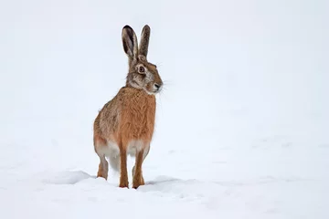 Foto op Aluminium European brown hare lepus europaeus in winter. One wild animal on field covered with snow. © WildMedia
