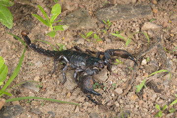 Emperor scorpion (Pandinus imperator), Accra, Ghana