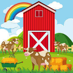Three cows and red barn in the farmyard