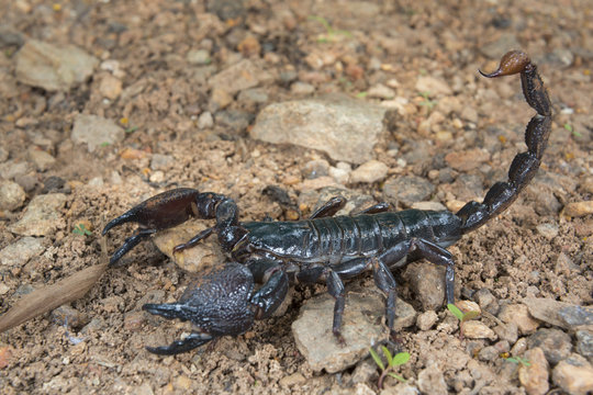 Emperor scorpion (Pandinus imperator), Accra, Ghana