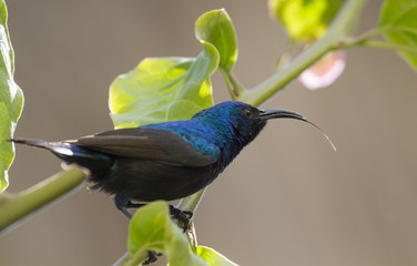 Palestine sunbird (Cinnyris osea), Beer Sheva, Israel