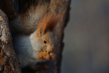 Squirrel in a hollow eating nut. close up, wallpaper