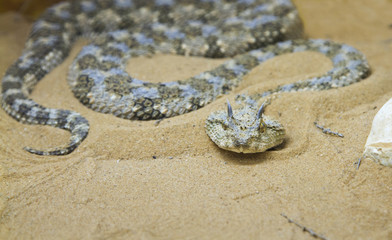 Saharan horned viper (Cerastes cerastes) in the sand of Negev Desert, Israel.