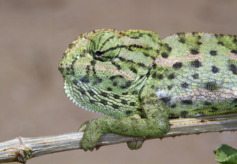 Common Chameleon (Chamaeleo chamaeleon) portrait, Beers Sheva, Israel