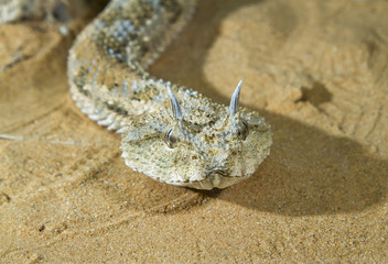 Saharan horned viper (Cerastes cerastes) in the sand of Negev Desert, Israel.