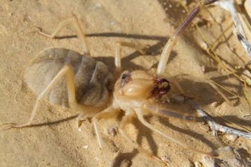 Grant’s camel spider, or sun spider, or wind scorpion, or solifuge (Galeodes granti) in Negev desert, Israel
