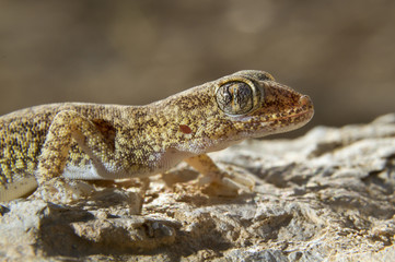 Lichtenstein's Short-fingered Gecko (Stenodactylus sthenodactylus), Negev Desert, ISrael