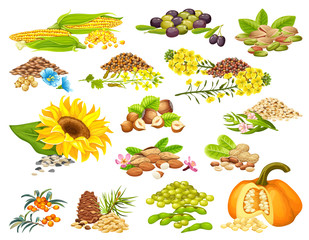 Collection set diet of nuts and seeds. Isolated vector illustration.