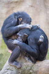 Chimpanzees in Fuengirola Biopark