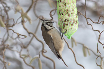 European crested tit pecking on a nut bar