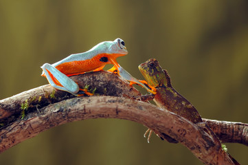 flying frog