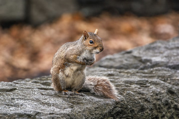 Sitting squirrel