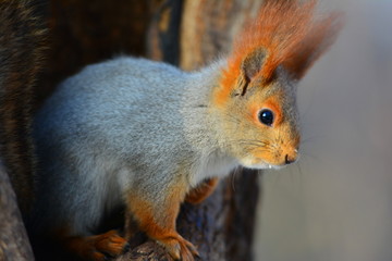 Naklejka na ściany i meble Squirrel on a tree close up
