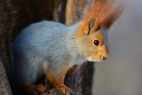 Squirrel on a tree close up © Andrey