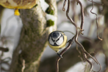 Great tit sitting on a hazel branch