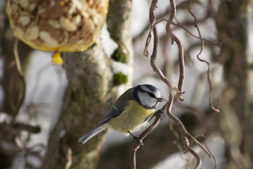 Great tit sitting on a hazel branch