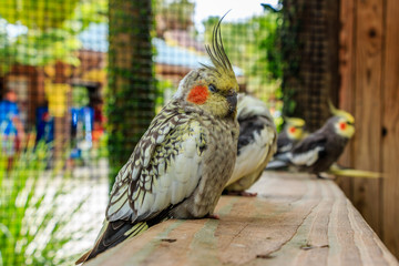 cockatiel sleeping on a plank