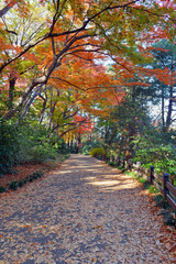 Vibrant Foliage of Japanese maples in Autumn colors with red leaves, Japan