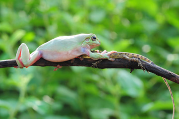 frog with lizard
