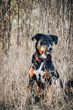 Balou Bilder Durchsuchen 102 Archivfotos, und Videos