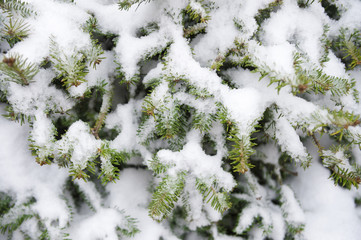 Winter background close-up of fresh snow collecting in the branches of young green pine trees