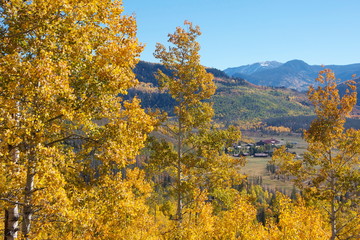 Aspens in the Mountains