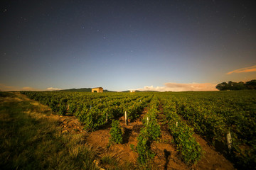 Winnica © piszczke