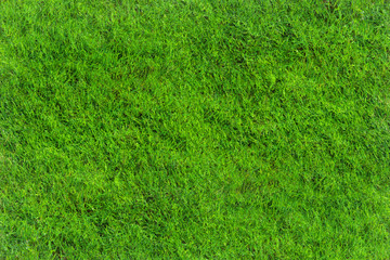 Trawa © Zbyszek Nowak