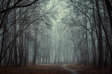Fantastic foggy forest in the mist