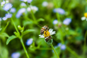 bee insects bug flower