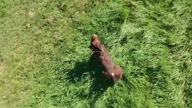 Drone_Twerton_dog_02