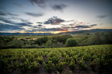 Winnice © piszczke